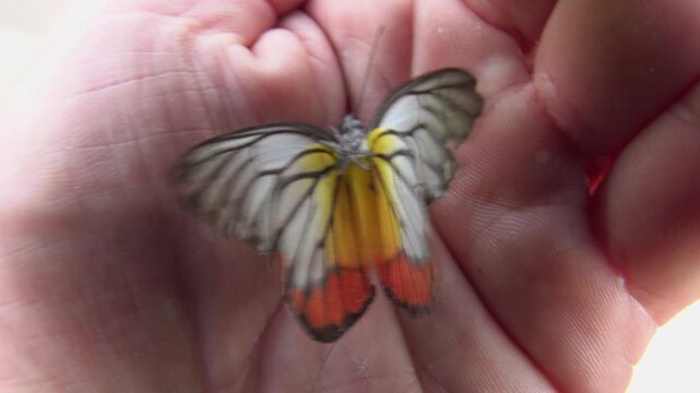 A half-dead little red and white butterfly like a hawthorn moth on arm, fading. Thailand
