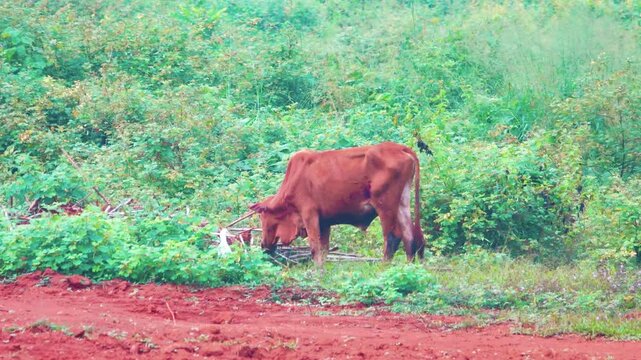 Zebu cow grazes on the edge of the forest. Thailand