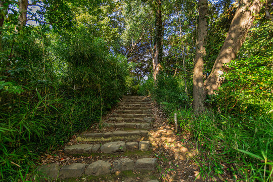 A quiet stone staircase path surrounded by lush greenery and bamboo grass at Rikugien Garden November 2023