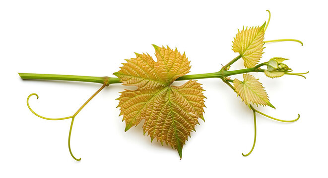 Dried grapevine with yellowing leaves on branch