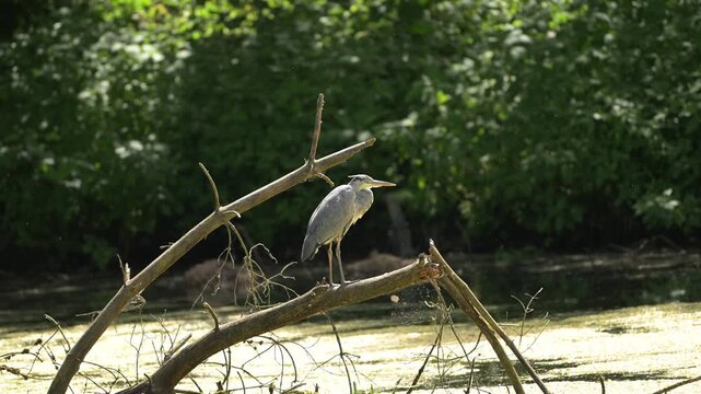 Heron bird perched on a branch in a small body of water.