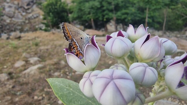 Sapphire butterfly (Heliophorus sena) extracting nector from Calotropis procera or Giant Milkweed 