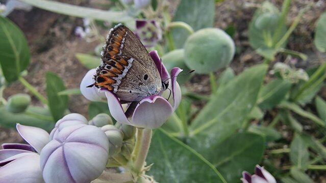 Sapphire butterfly (Heliophorus sena) extracting nector from Calotropis procera or Giant Milkweed 