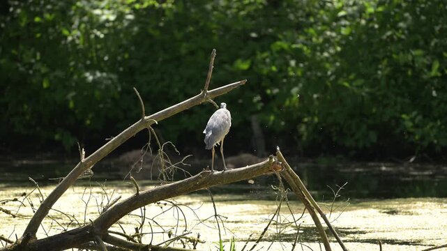 Heron bird looking away from camera perched on a branch in a small body of water.