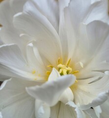 Obraz premium White Tulip Flower Macro