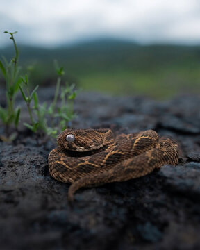 Venomous Saw Scaled Viper Snake Coiled on Rocky Terrain