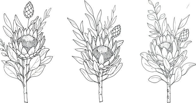 Three individual protea flower arrangements with detailed line art botanical illustration style for professional wedding stationery and floral design projects