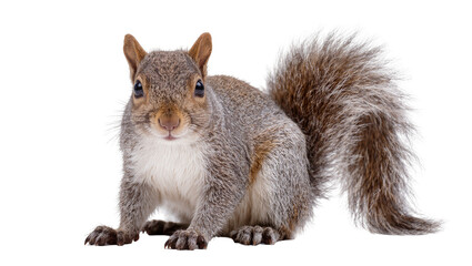Obraz premium Eastern gray squirrel with fluffy tail on white