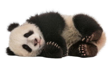 Baby panda bear lying on its side, cute and fluffy © Isolde