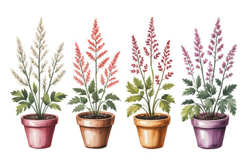 Fototapeta premium set of watercolor Astilbe flower potted vector illustration isolated on white background