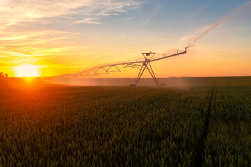 Obraz premium Agricultural irrigation system watering wheat field in summer 