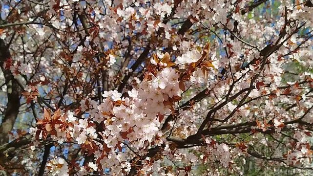 Blooming cherry tree branches with white flowers against clear blue sky. Spring blossom, nature, floral background, fresh season.