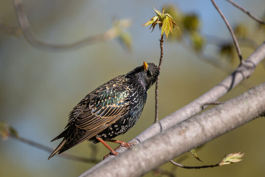 European starling with glossy iridescent plumage perched on a tree branch looking up at fresh spring buds