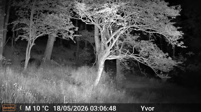 Wild boar crossing field while grazing at night