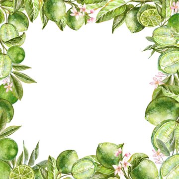 Square frame for logo and card with ripe juicy green limes on branches with leaves and blossoms Tropical citrus border isolated on white background watercolor illustration