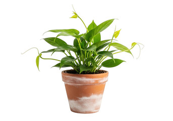 Fototapeta premium Potted philodendron plant with vibrant green heart-shaped leaves in a weathered terracotta clay pot isolated on a solid black background