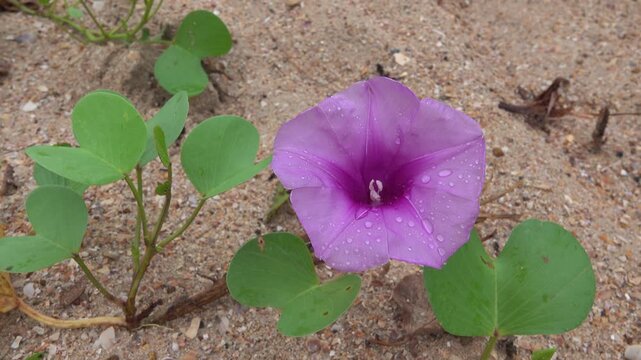 beach morning glory (Ipomoea pes-caprae) pantropical creeping vine, oceanic dispersal. grows on upper parts of beaches and endures salted air on the Andaman Sea, Thailand during the winter season