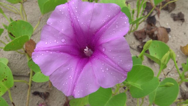 beach morning glory (Ipomoea pes-caprae) pantropical creeping vine, oceanic dispersal. grows on upper parts of beaches and endures salted air on the Andaman Sea, Thailand during the winter season