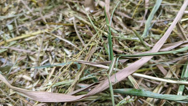 Close-up of dry straw on a straw-colored yellowish brown background. as needed for graphic design or nature themes.