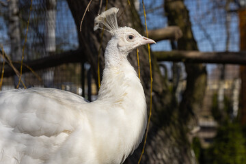 Close up profile portrait of a rare white peacock bird standing in a sunny zoo enclosure with trees in the background. Exotic animal protection, ornithology and zoology science © Volha