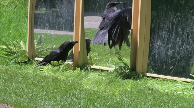 Carrion Crows (Corvus corone) reacting to their own reflection in a mirror (put up as part of a trail for children) in a public park. May, Kent, UK [Half speed]