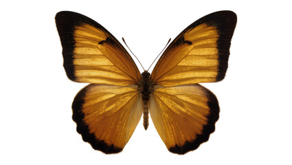 Orange butterfly with black wing edges and visible veins © Jonas