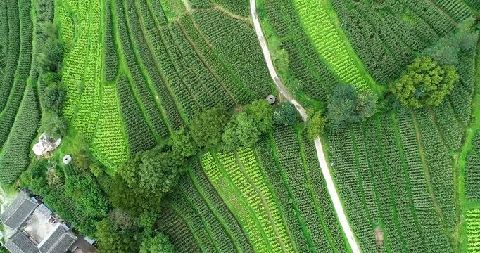 Aerial View of Terraced Farmland and Village Road in Green Valley