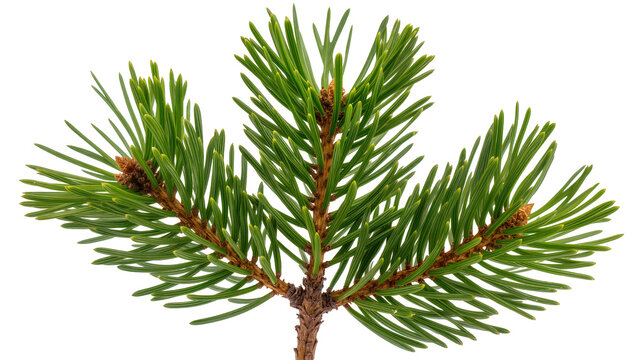 Pine tree branch with green needles and small cones