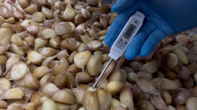 Worker measuring product temperature using a digital thermometer during food manufacturing operations. Quality control procedure supporting food safety, process monitoring, and production standard com