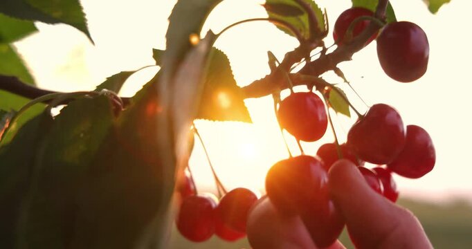 Picking sweet cherries and the sunlight in a cherry orchard. Close-up of manual harvesting of sweet cherries from a tree branch in an orchard at sunset, slow motion
