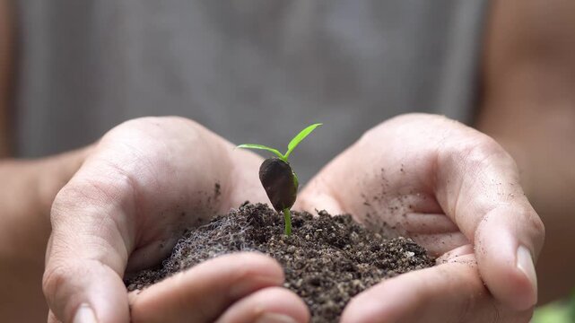 Hands Holding Soil with Young Green Seedling