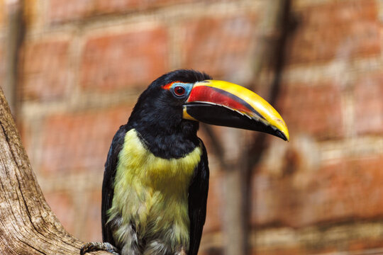 Toucan