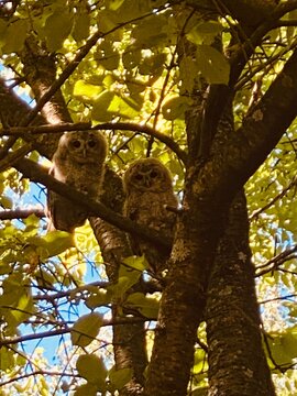 Two young owls sitting together on a tree branch