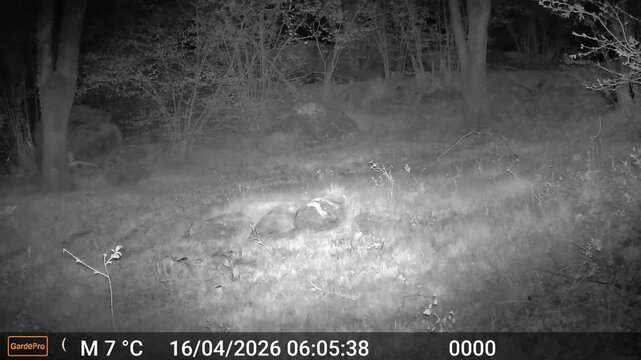 Wild boar roaming and feeding at night