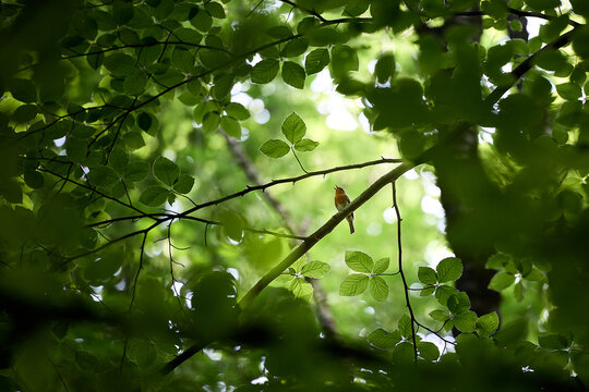 Rotkehlchen singend im Baum