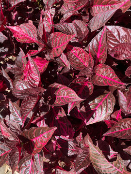 Vibrant red and pink ornamental leaves of iresine herbstii plant pattern