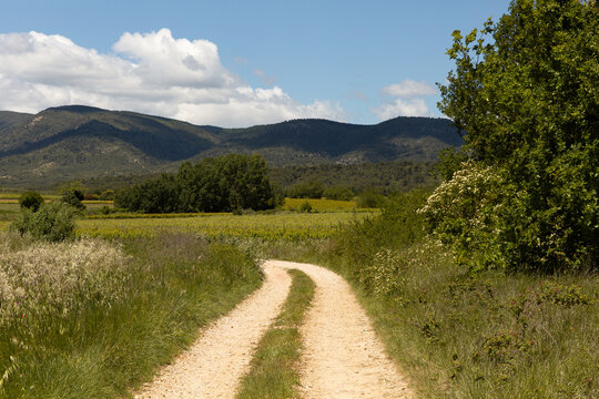 Chemin de terre en campagne au milieu de champs verts, arbres verts et colline en arri&egrave;re-plan, ciel bleu
