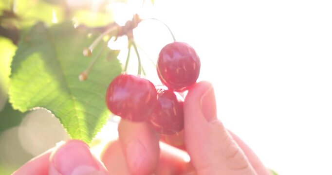 Picking sweet cherries and the sunlight in a cherry orchard. Close-up of manual harvesting of sweet cherries from a tree branch in an orchard at sunset, slow motion