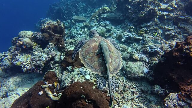 Green Sea Turtle Swimming Alongside Remora Above Coral Reef
