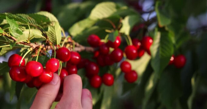 Picking sweet cherries in a cherry orchard. Close-up of manual harvesting of sweet cherries from a tree branch in an orchard, slow motion