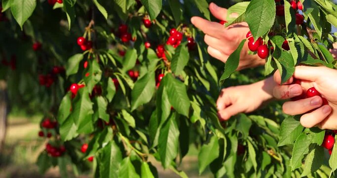 Several people picking sweet cherries in a cherry orchard. Close-up of manual harvesting of sweet cherries from a tree branch in an orchard.