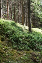 Wśród drzew sosnowych rosną krzewy borówki czarnej na leśnym podłożu. Naturalny ekosystem lasu iglastego. © Adam