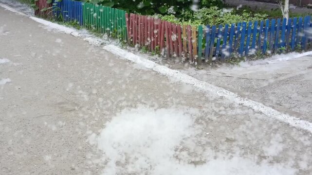 poplar fluff flying in the air in the yard