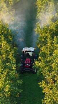 Walnut spraying with a tractor and agricultural sprayer, drone footage during spring season,. Drone shot of crop protection treatment on walnut trees.