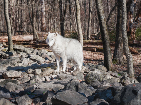 White Wolf Standing Among Woodland Rocks | Forest Watcher