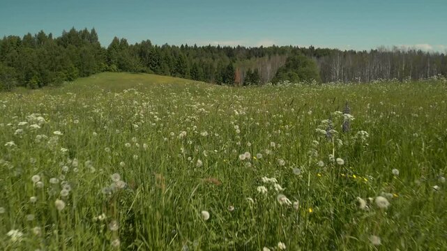 meadow with flowers