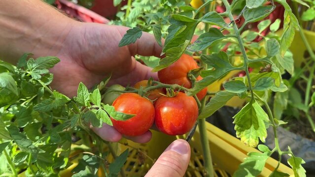 Hands harvest ripe red tomatoes on the vine in a sunny garden, fresh green leaves surround the fruit, the scene feels wholesome and seasonal