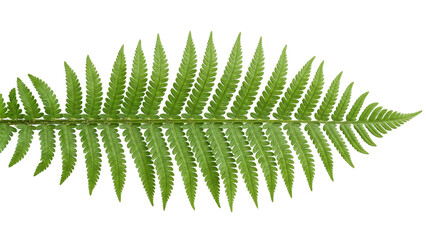 fern leaf on transparent background plant nature © ATIQULISLAM