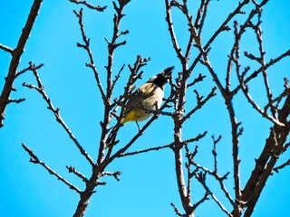 Obraz premium White spectacled bulbul bird and blue sky
