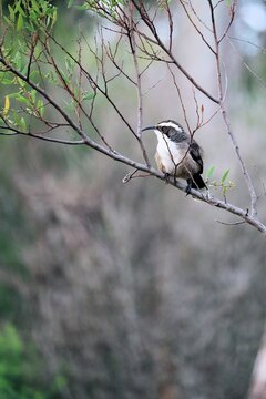 Wild White-browed Babbler (Pomatostomus superciliosus) perched in wattle, South Australia